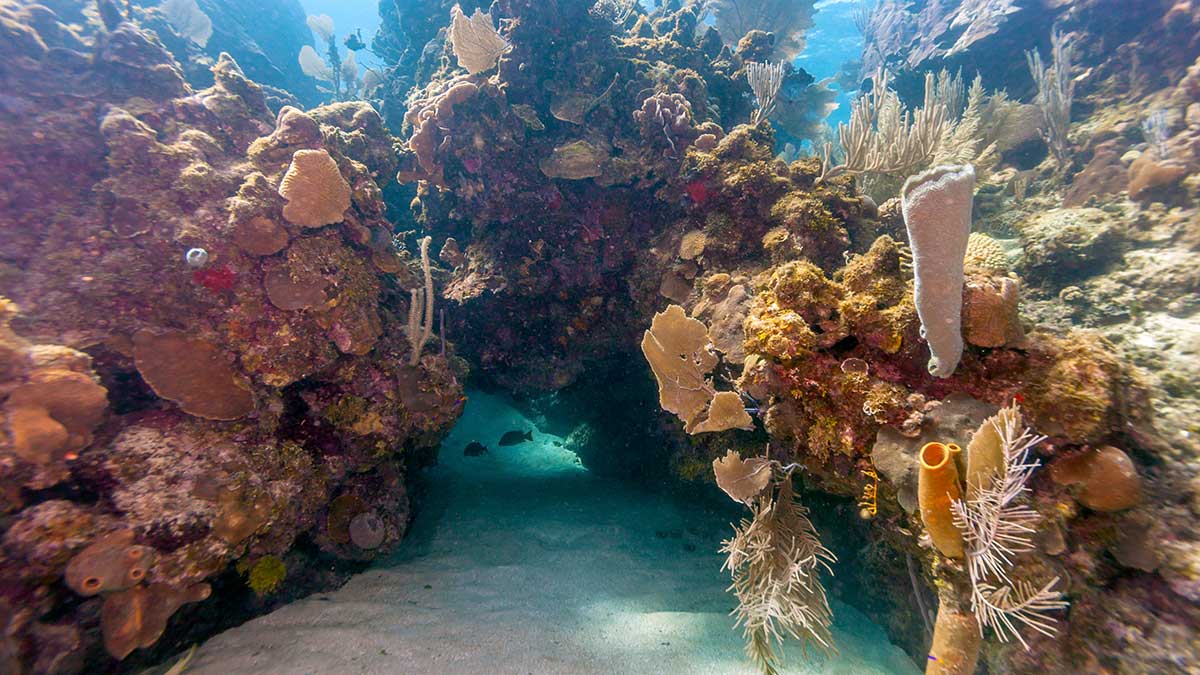 roatan-honduras-diving-coral-shutterstock_1175548924