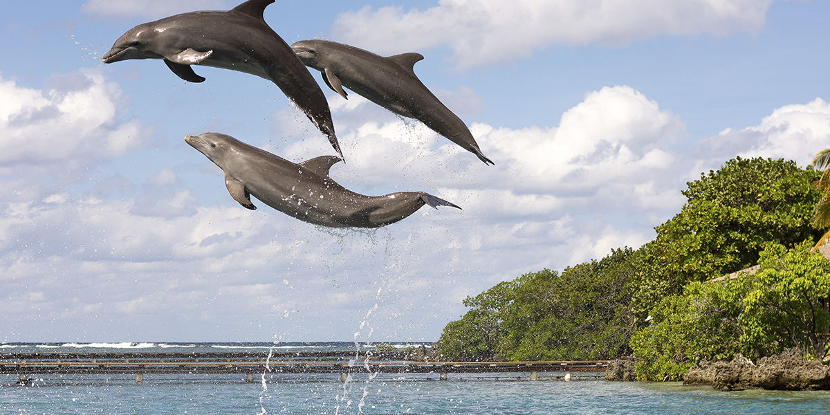 west-bay-roatan-honduras-1